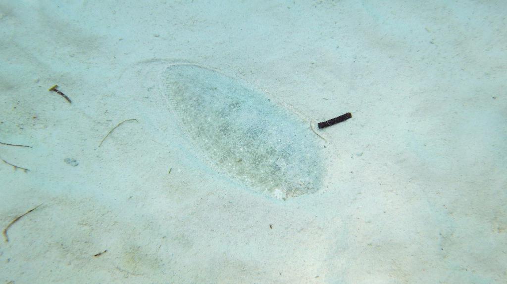 Malapasuca - Calanggaman Island