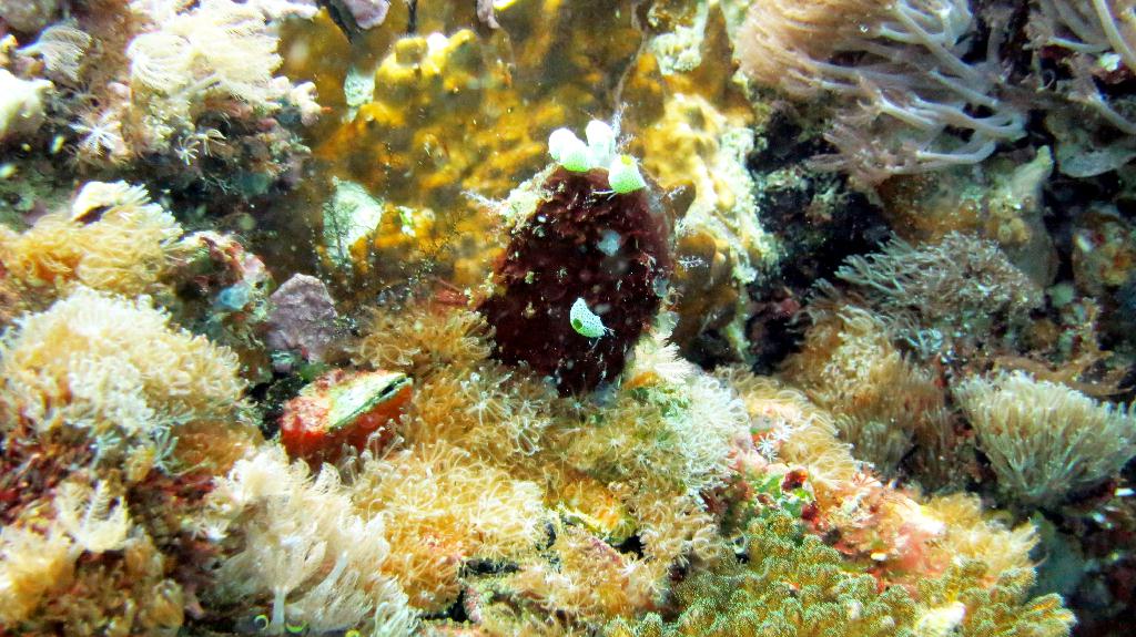 Malapasuca - Gato Island