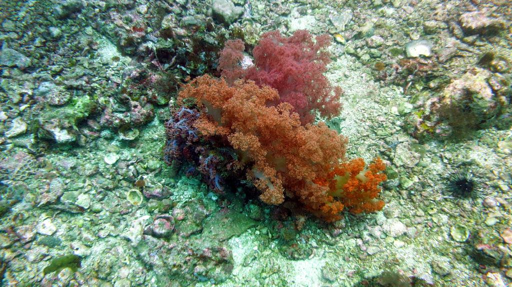 White tip shark - Malapaduca - Gato Island
