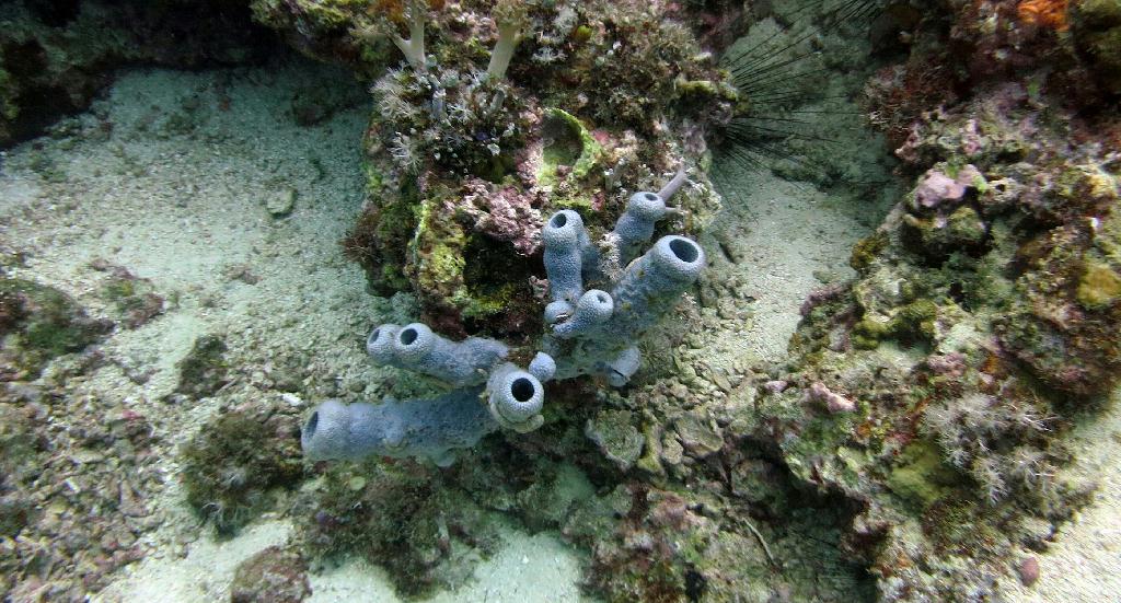 Malapasuca - Calanggaman Island