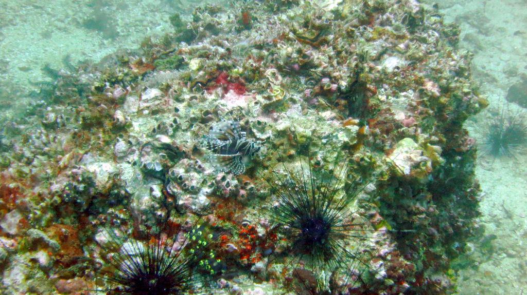White tip shark - Malapaduca - Gato Island