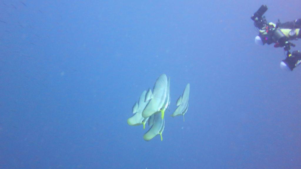 Malapasuca - Calanggaman Island