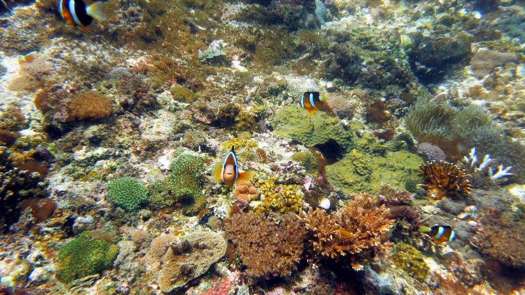 Malapasuca - Gato Island