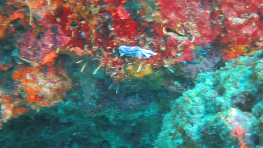 Malapasuca - Calanggaman Island