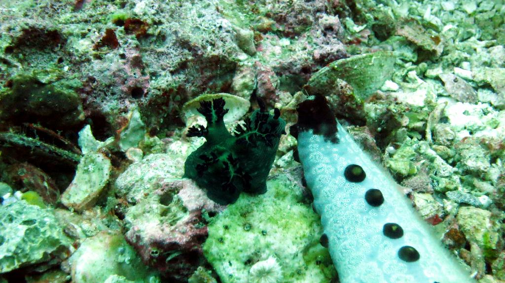 White tip shark - Malapasuca - Gato Island