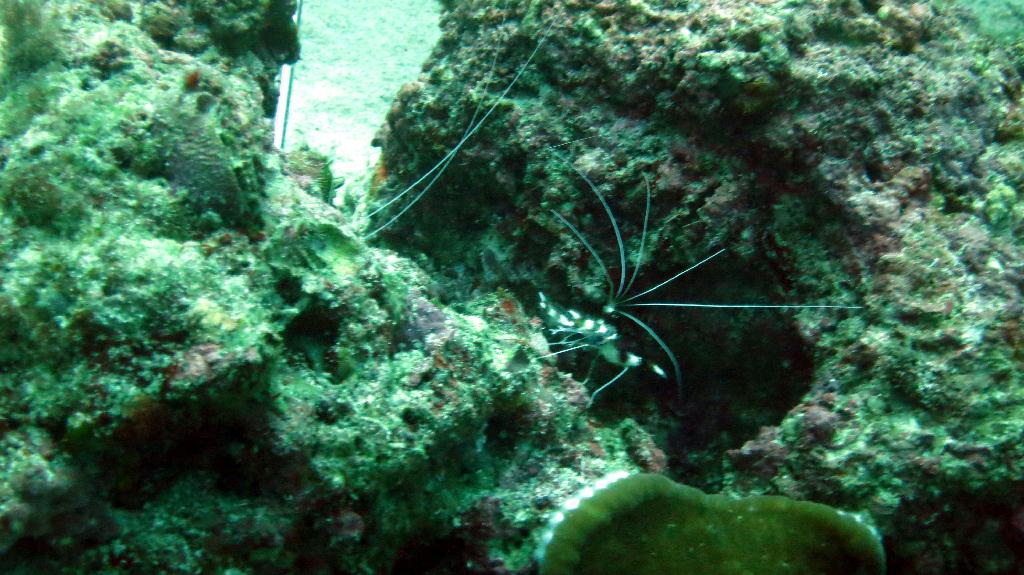 Malapasuca - North Point