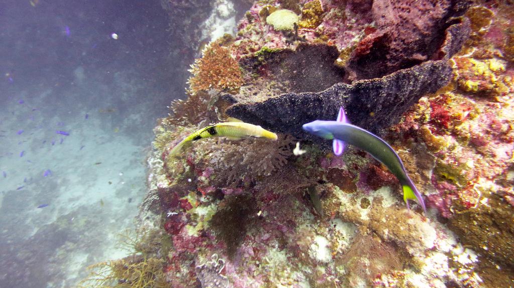 Malapasuca - Calanggaman Island