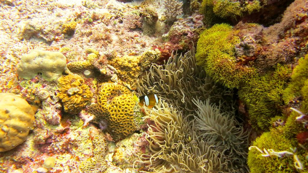 Malapasuca - Calanggaman Island