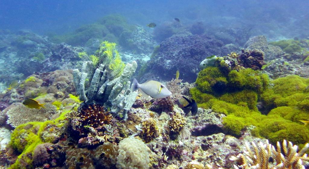 Malapasuca - Calanggaman Island