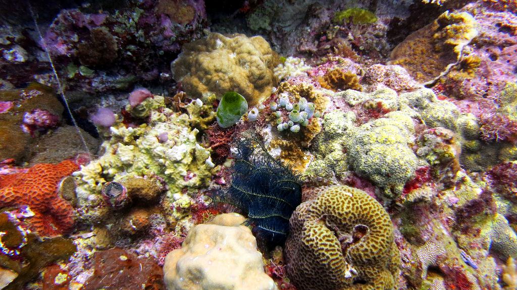 Malapasuca - Calanggaman Island