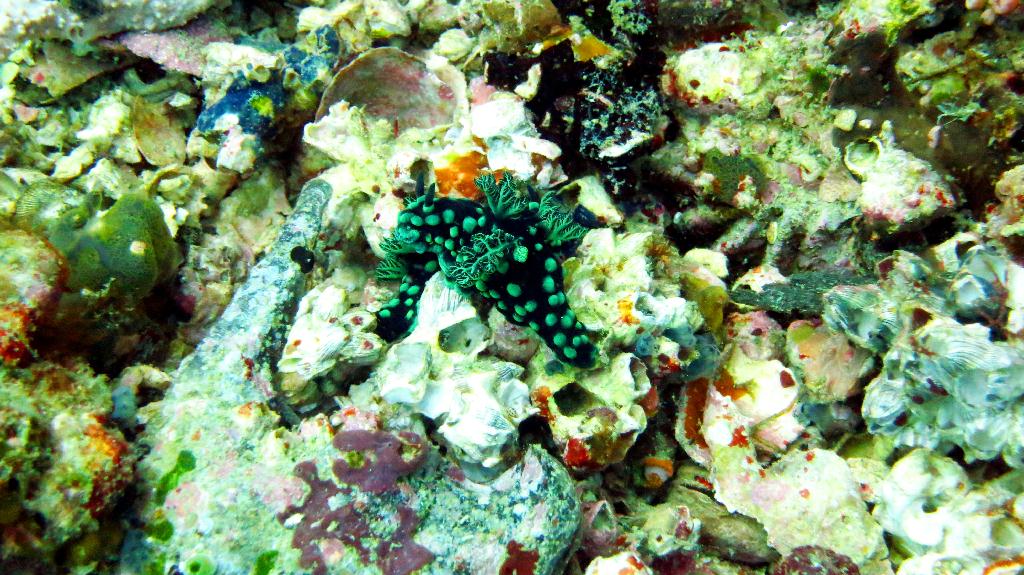 Malapasuca - Gato Island