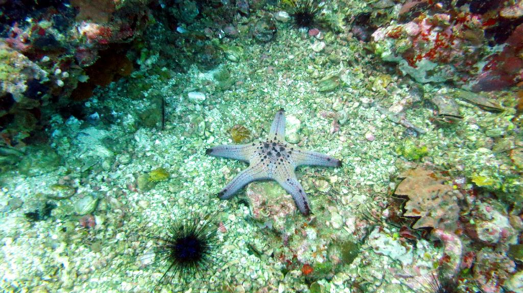 Malapasuca - Gato Island