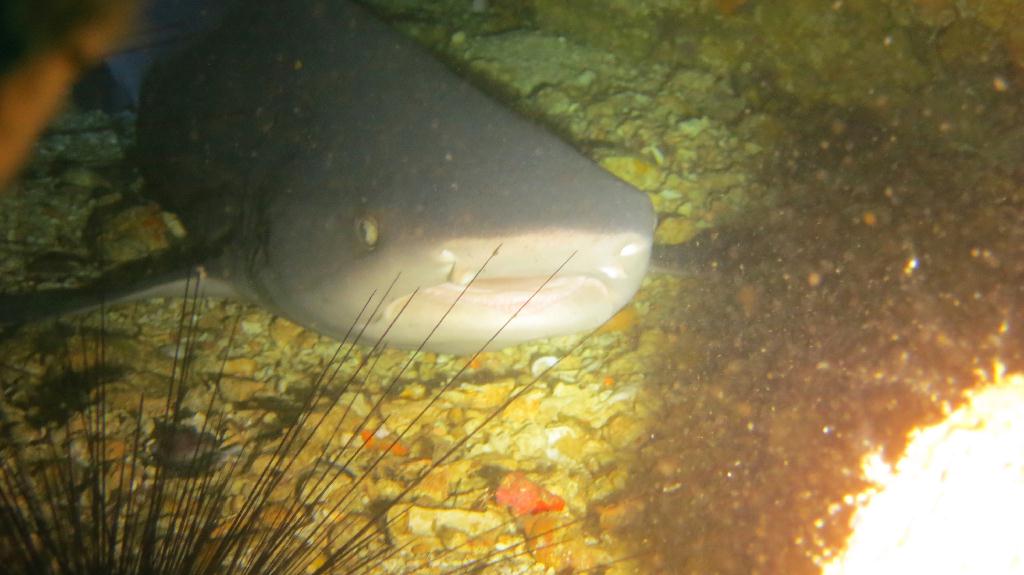 White tip shark - Malapaduca - Gato Island