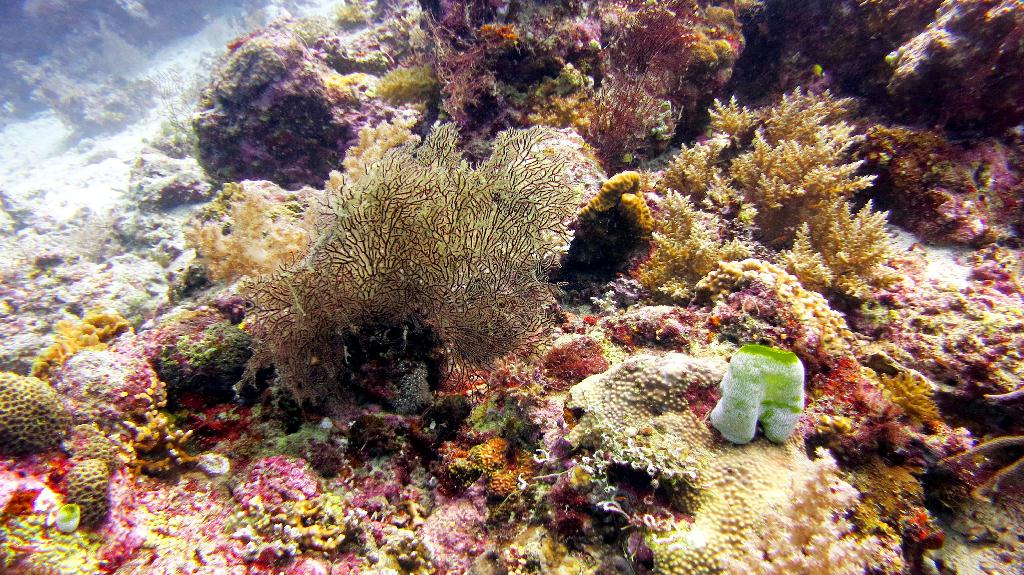 Malapasuca - Calanggaman Island