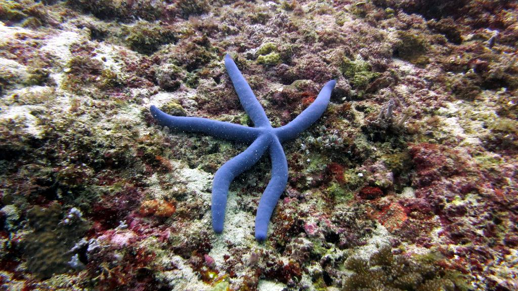 Malapasuca - Calanggaman Island