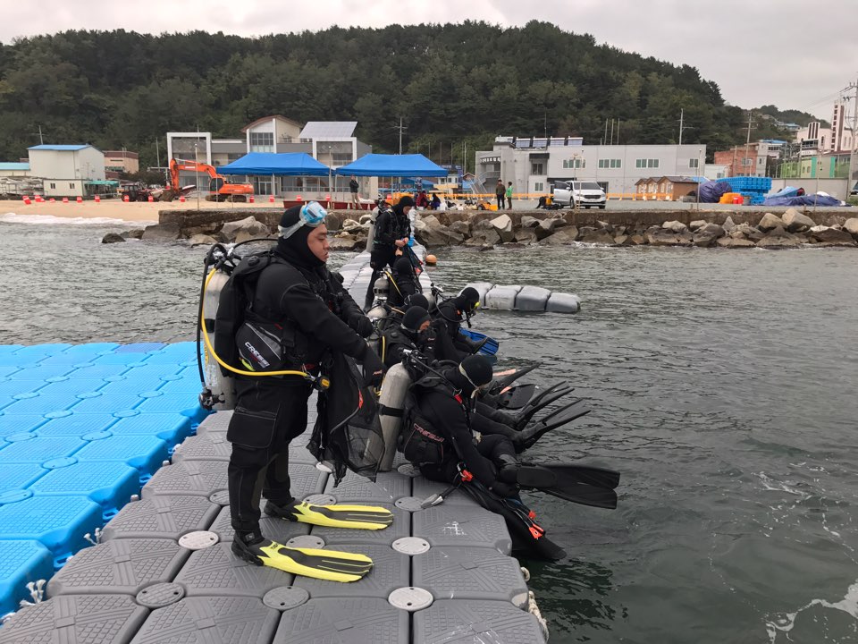 잘피 뽑는 작업 - 후포항