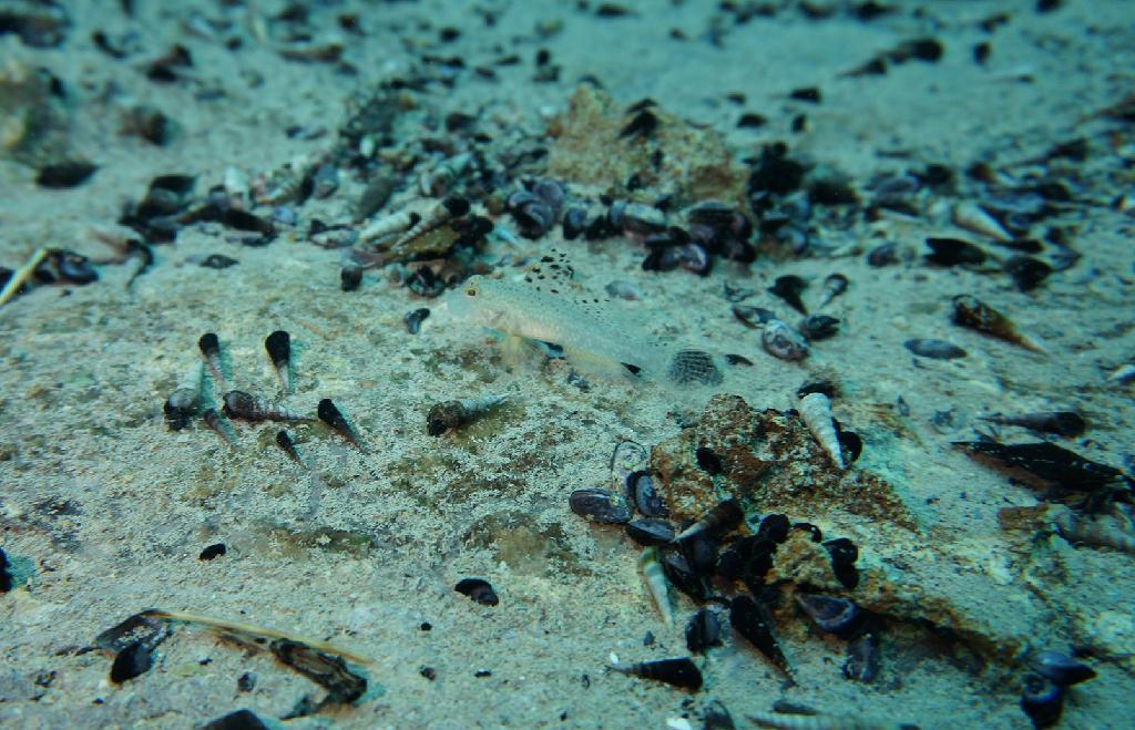 필리핀 코론 산호다이브 - 바라쿠다 레이크