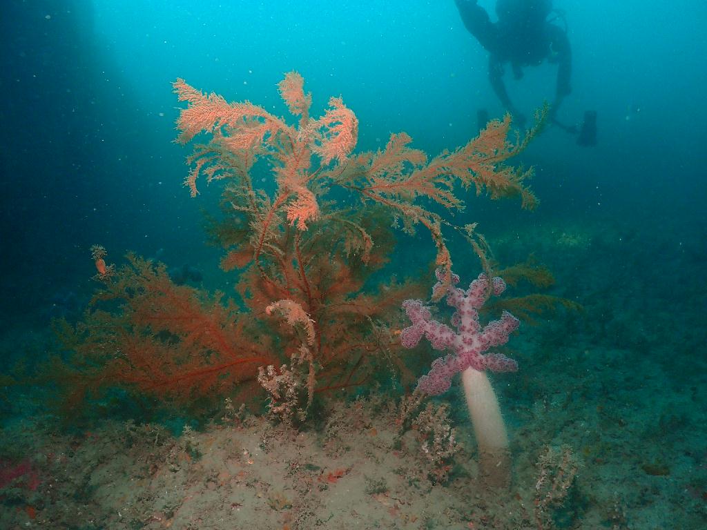 펀다이빙 - 제주도 수중산책 - 아치