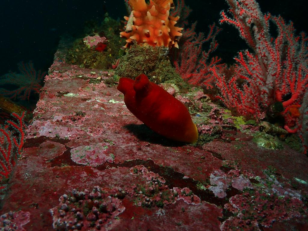 펀다이빙 - 강원도 양양 38마린리조트 - 샌드블럭