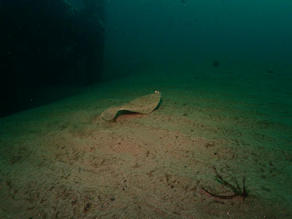 펀다이빙 - 강원도 양양 38마린리조트 - 샌드블럭