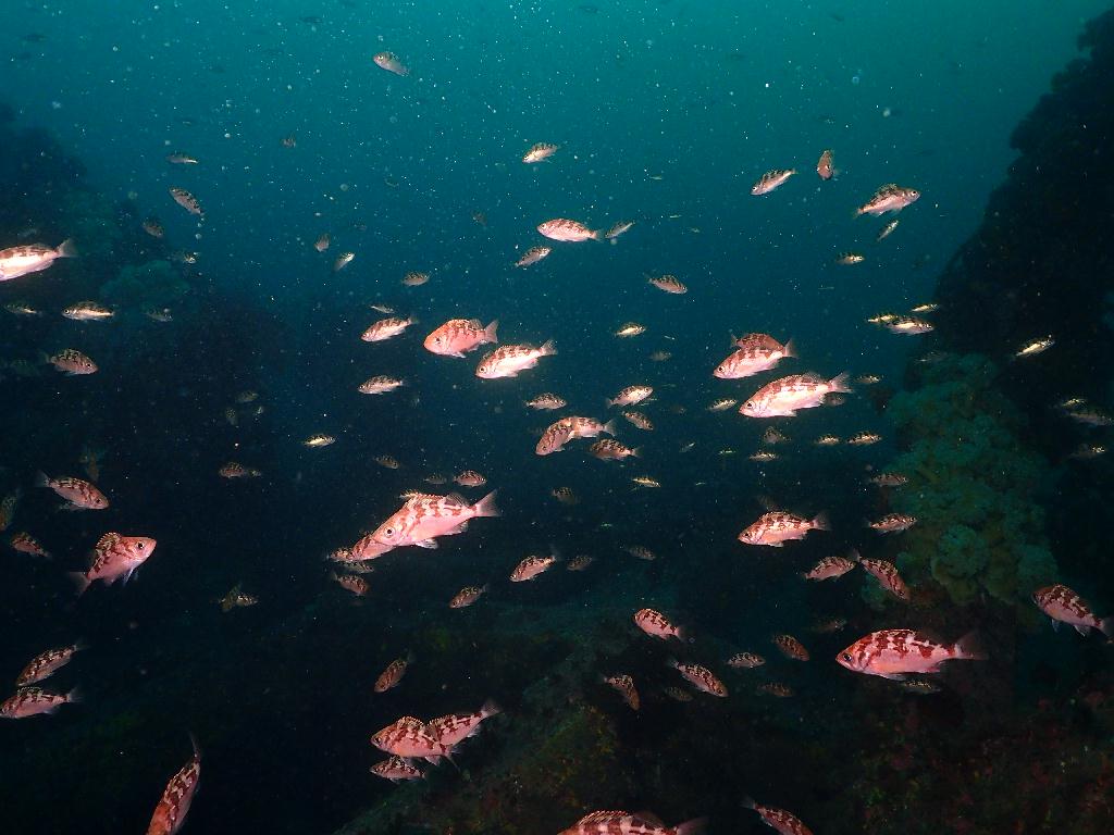 펀다이빙 - 강원도 양양 38마린리조트 - 샌드블럭