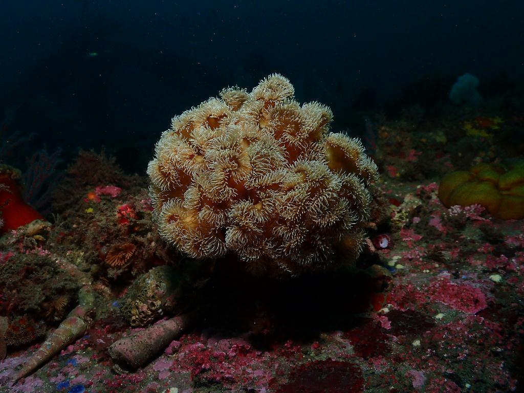 펀다이빙 - 강원도 양양 38마린리조트 - 샌드블럭