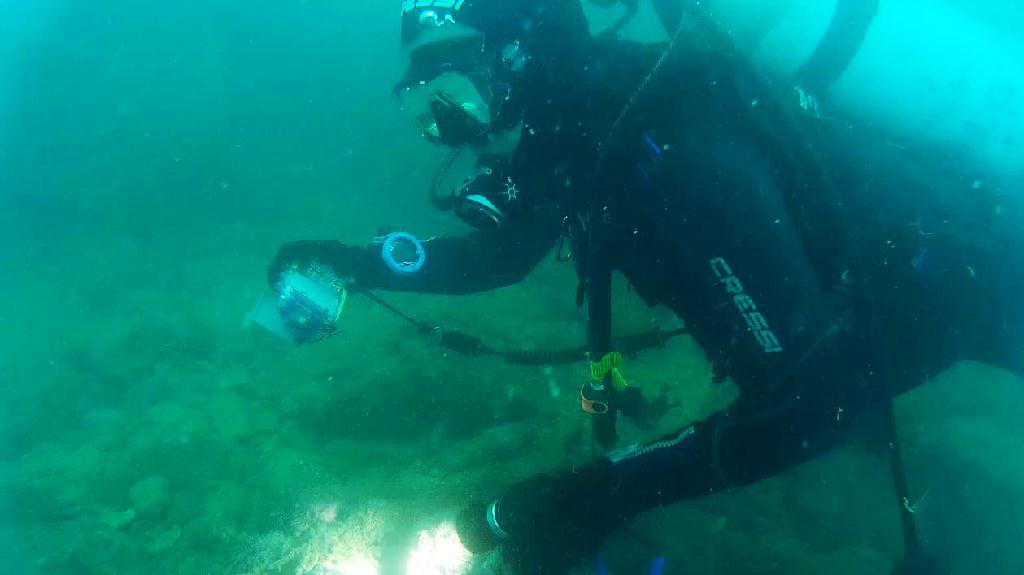 해양생물탐색 - 금오도 - 리조트 인근 섬 남쪽