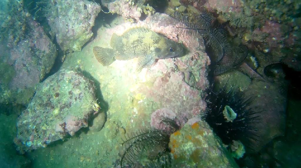 해양생물탐색 - 금오도 - 리조트 인근 섬 남쪽