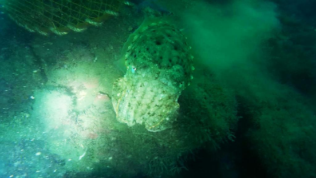 해양생물탐색 - 금오도 - 리조트 인근 섬 남쪽