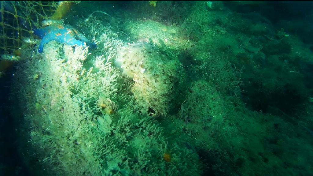 해양생물탐색 - 금오도 - 리조트 인근 섬 남쪽