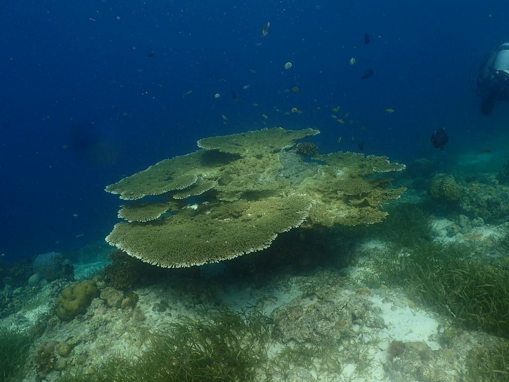 펀다이빙 - 필리핀 세부 오션플레이어 - 힐룽뚜안