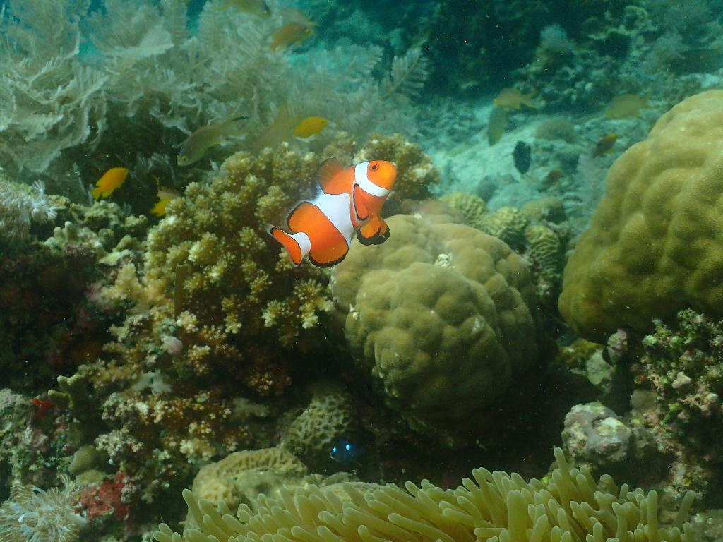펀다이빙 - 필리핀 세부 오션플레이어 - 난루수안