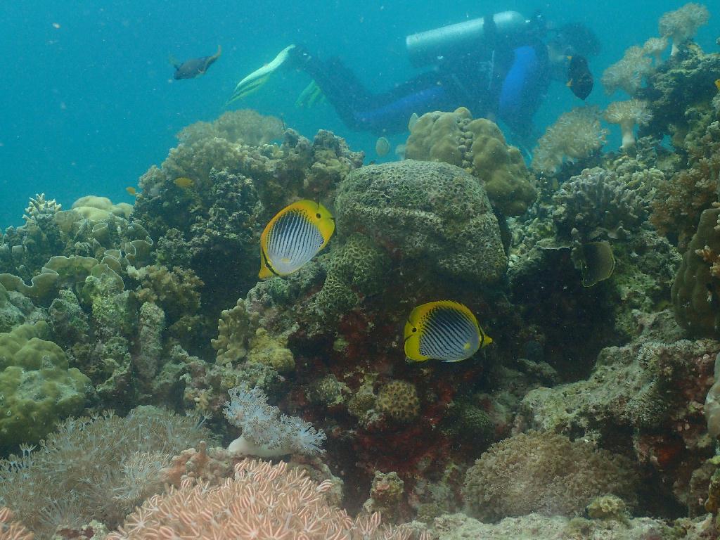 펀다이빙 - 필리핀 세부 오션플레이어 - 난루수안