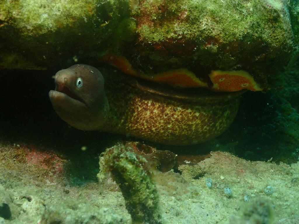 펀다이빙 - 필리핀 세부 오션플레이어 - 난루수안