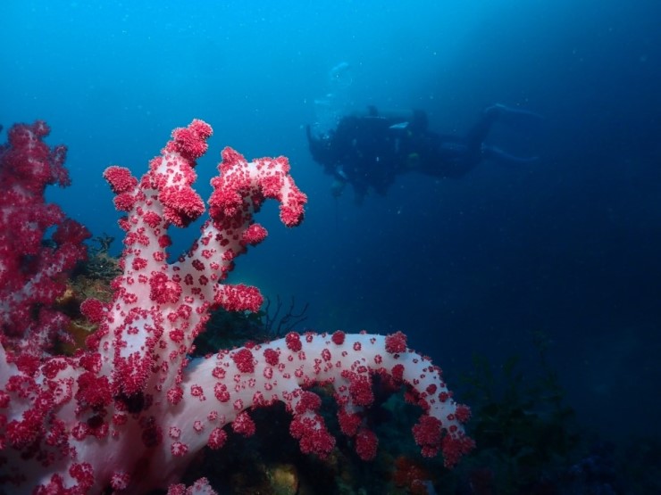 펀다이빙 - 제주도 굿다이버 - 섶섬 작은 한개창