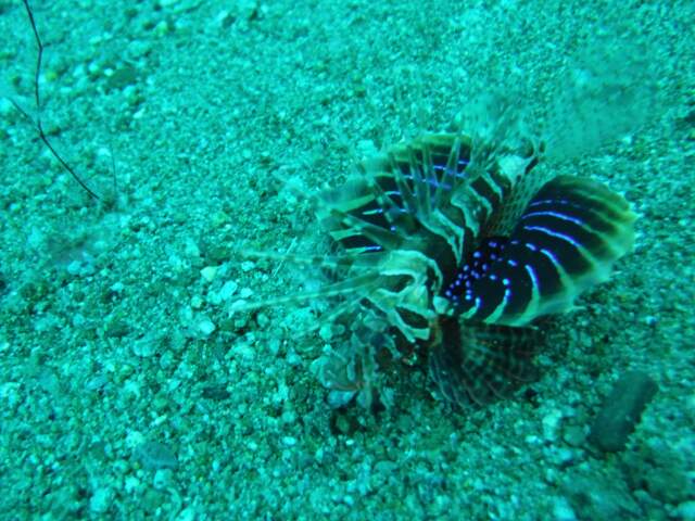 마크로촬영하는 와이프와 그리고 김종철강사님,영확이와 펀다이빙 - 두마게티 "다우인" - 해롤드 샾 오른쪽 비치