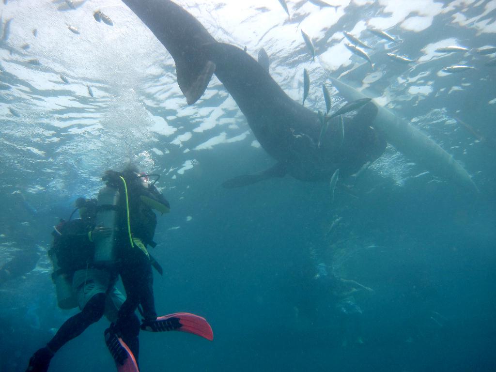 Whale shark watching - Philippines Liloan - Oslob