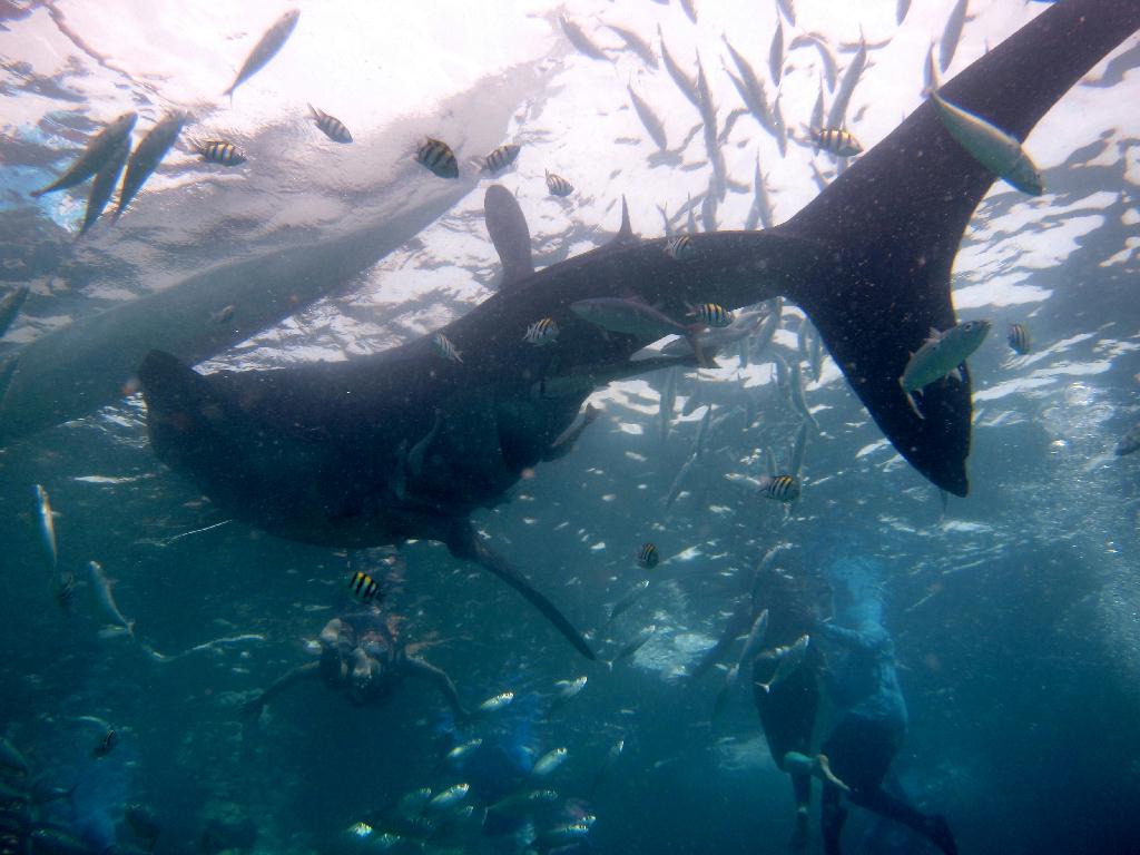 Whale shark watching - Philippines Liloan - Oslob
