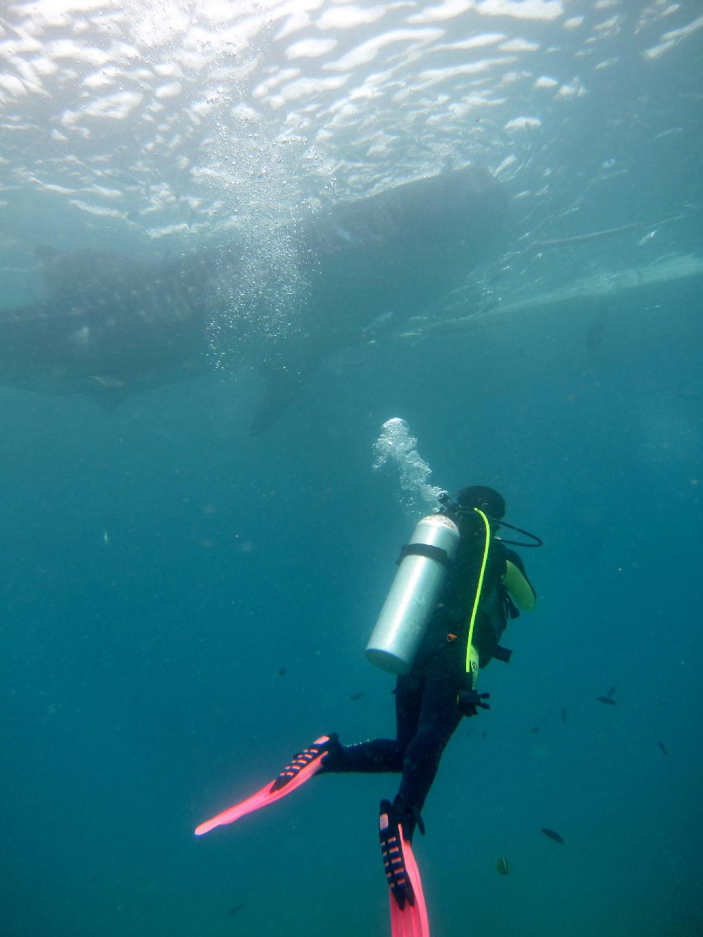 Whale shark watching - Philippines Liloan - Oslob