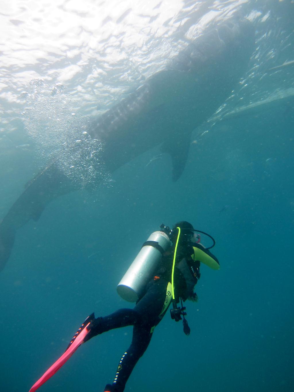 Whale shark watching - Philippines Liloan - Oslob