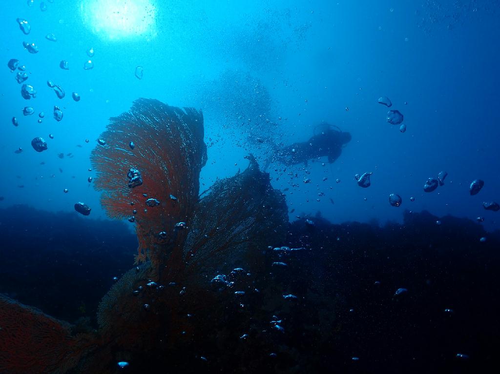 펀다이빙 - 필리핀 세부 와이다이브 - 마리아