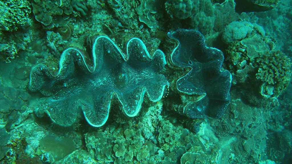 Anilao - Dive n trek