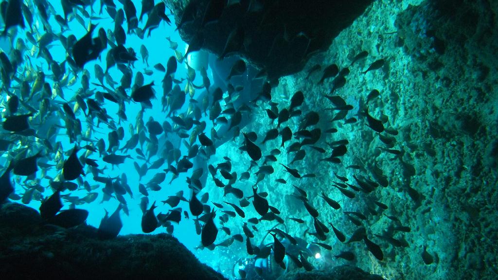 Anilao - Ligpo cave