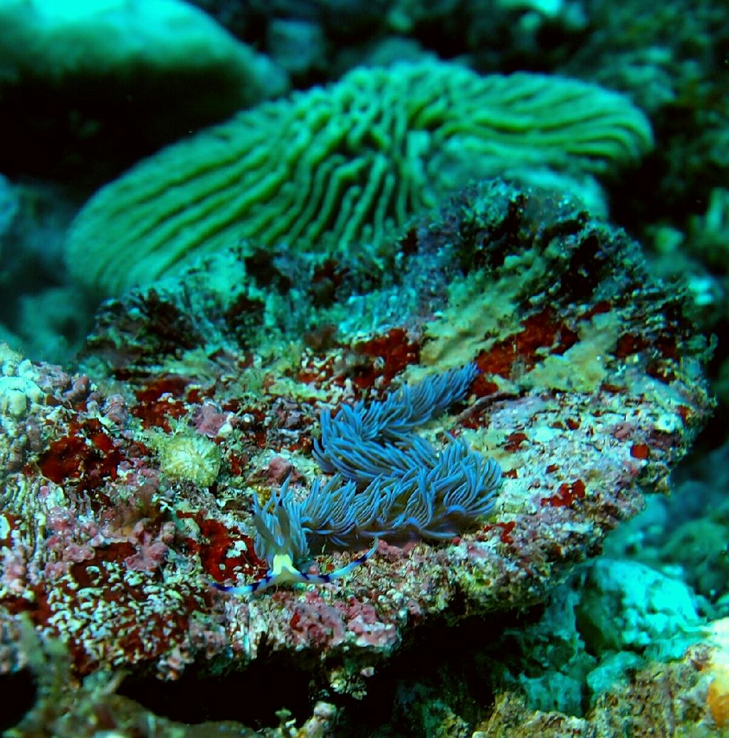 Anilao - Ligpo pinacle