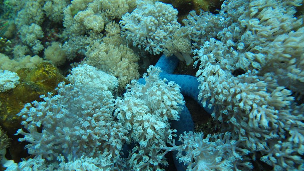 Anilao - Ligpo cave