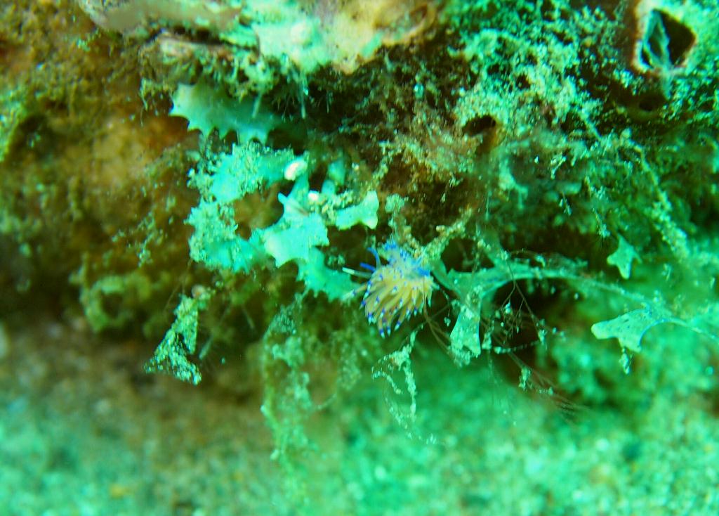 Anilao - Secret garden