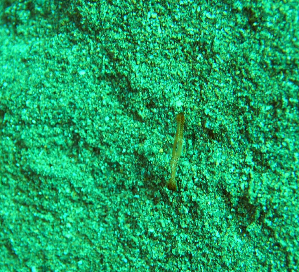 Anilao - Matu