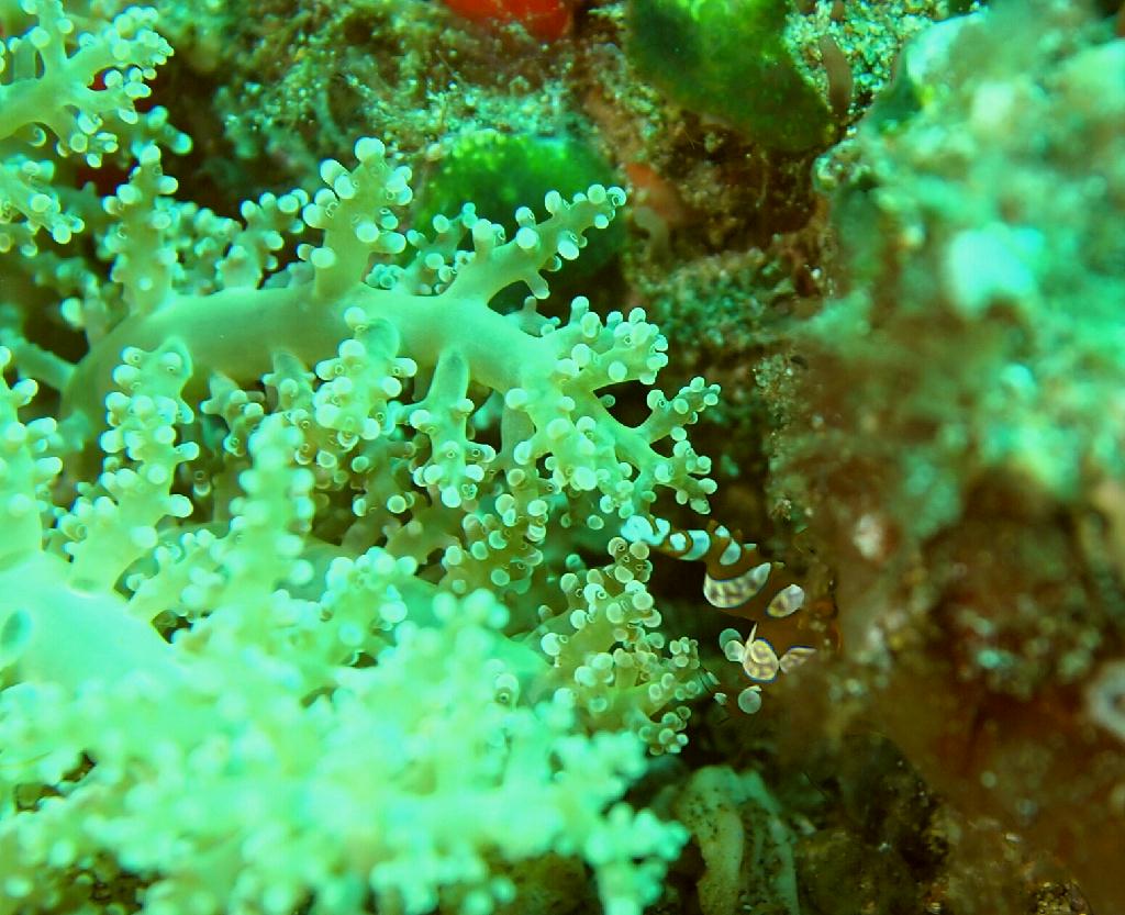 Anilao - Secret garden