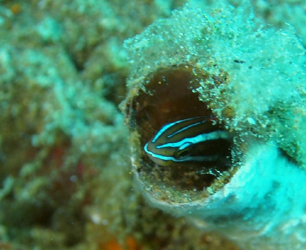 Anilao - Matu