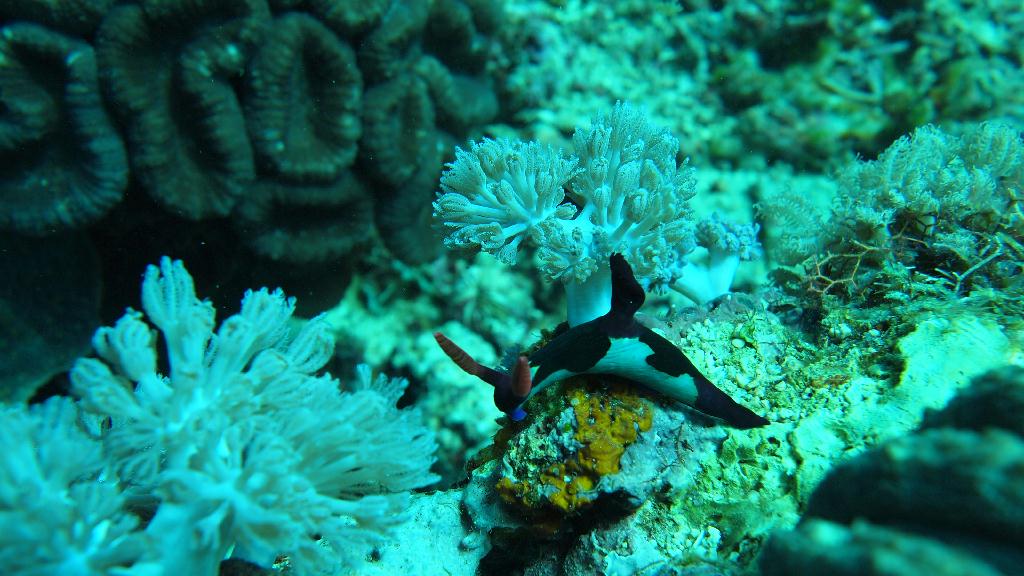 Anilao - Ather